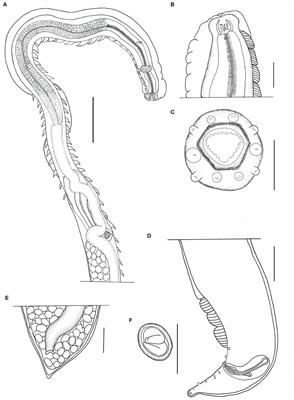 A new species of Pterygodermatites (Spirurida: Rictulariidae) in Marmosa constantiae Thomas, 1904 from an ecotone area of the biomes Cerrado/Amazon in the Mato Grosso State, Brazil